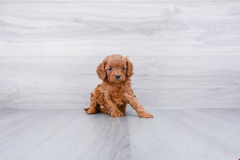 Energetic Cavoodle Poodle Mix Puppy