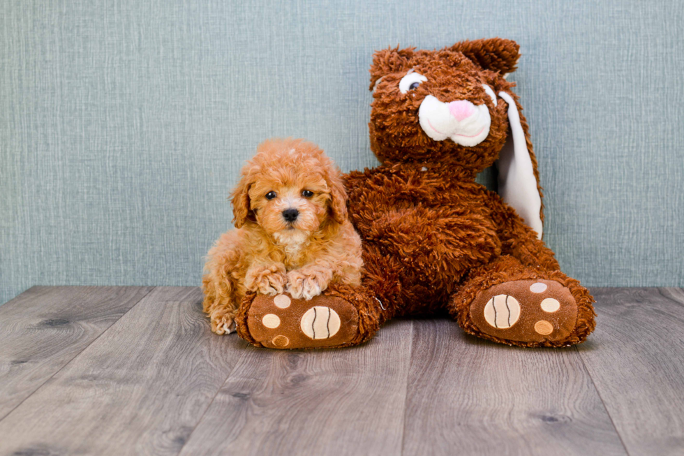 Cavapoo Pup Being Cute