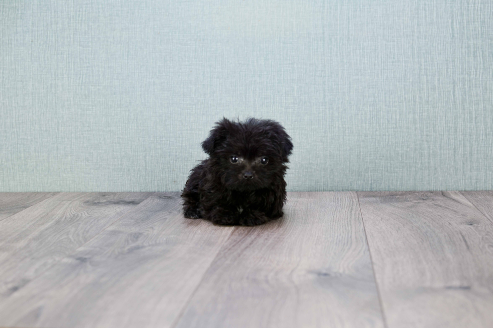 Yorkie Poo Pup Being Cute