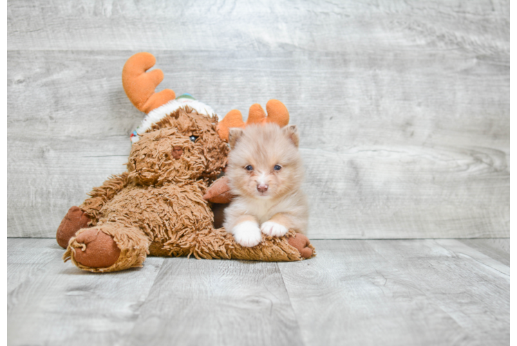 Pomsky Puppy for Adoption