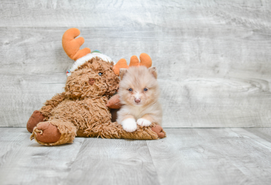 Pomsky Puppy for Adoption