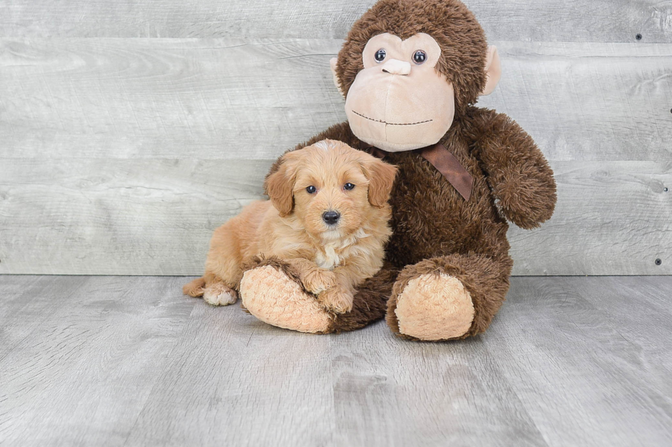 Mini Bernedoodle Puppy for Adoption