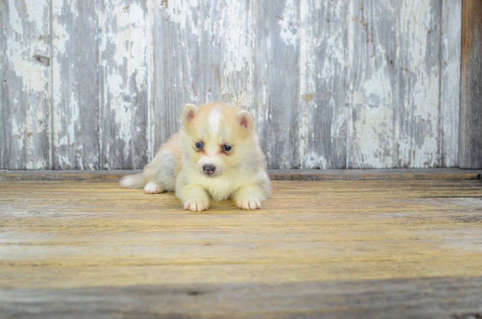 Popular Pomsky Designer Pup