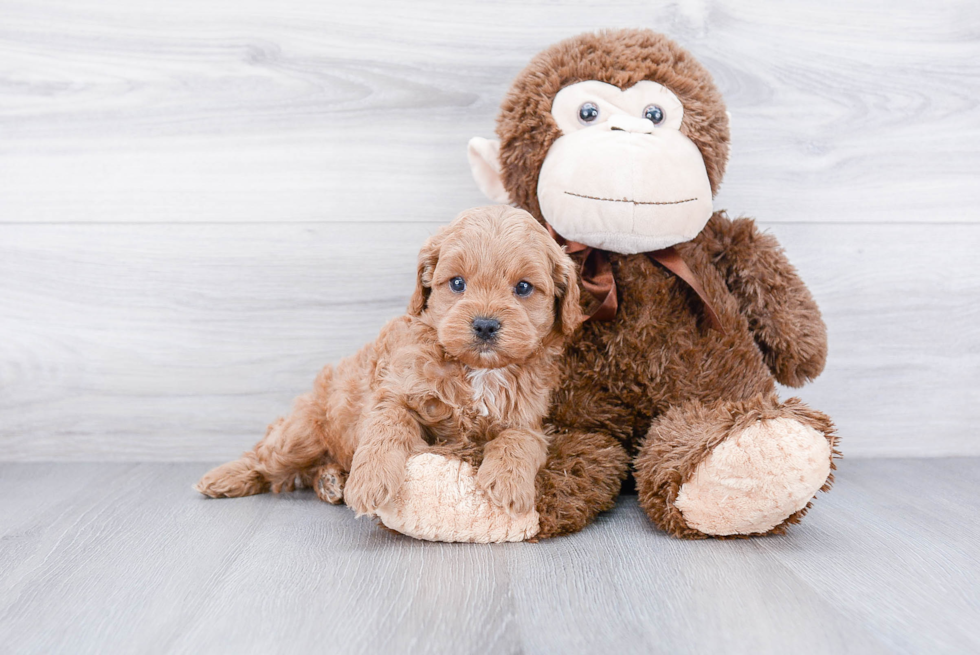 Petite Cockapoo Poodle Mix Pup