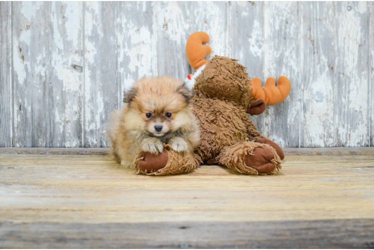 Best Pomeranian Baby