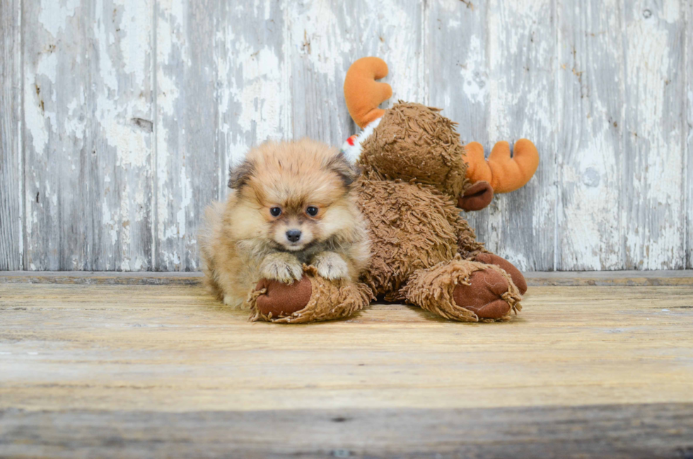 Best Pomeranian Baby