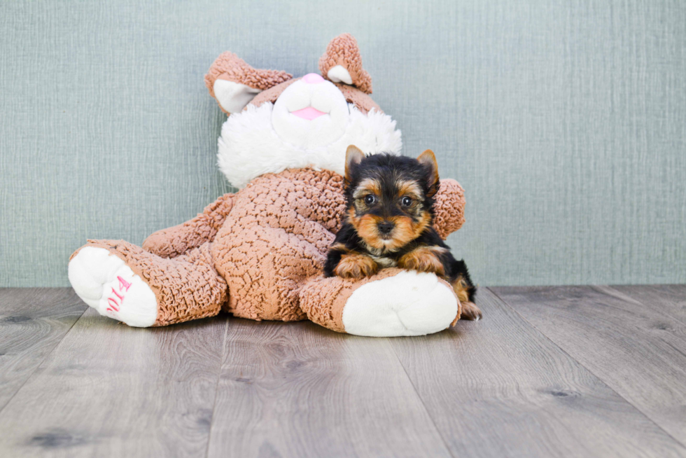 Meet Zoro - our Yorkshire Terrier Puppy Photo 