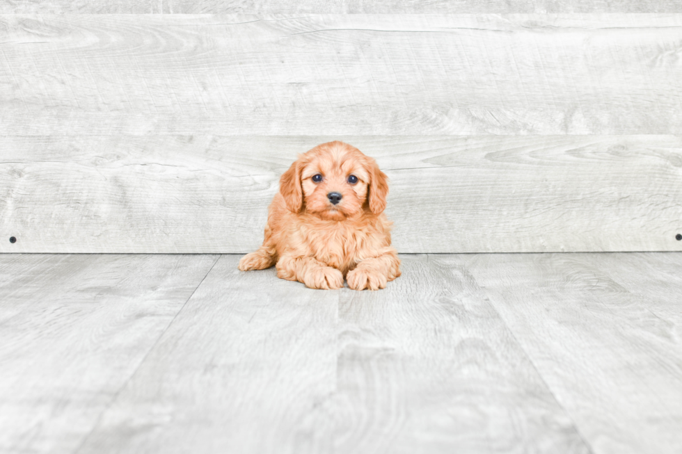 Adorable Cavoodle Poodle Mix Puppy