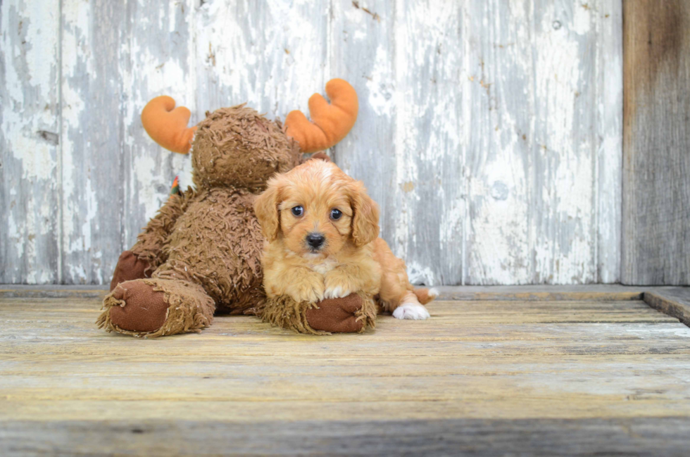 Best Cavapoo Baby