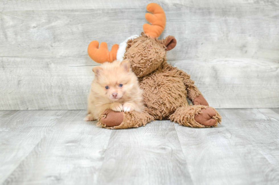 Pomeranian Puppy for Adoption