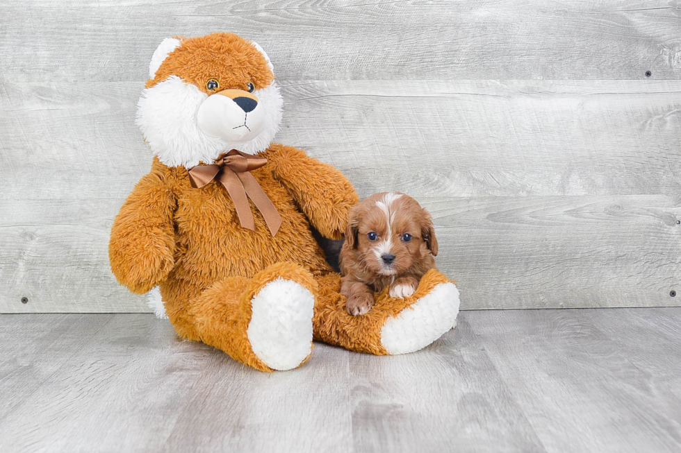 Fluffy Cavapoo Poodle Mix Pup