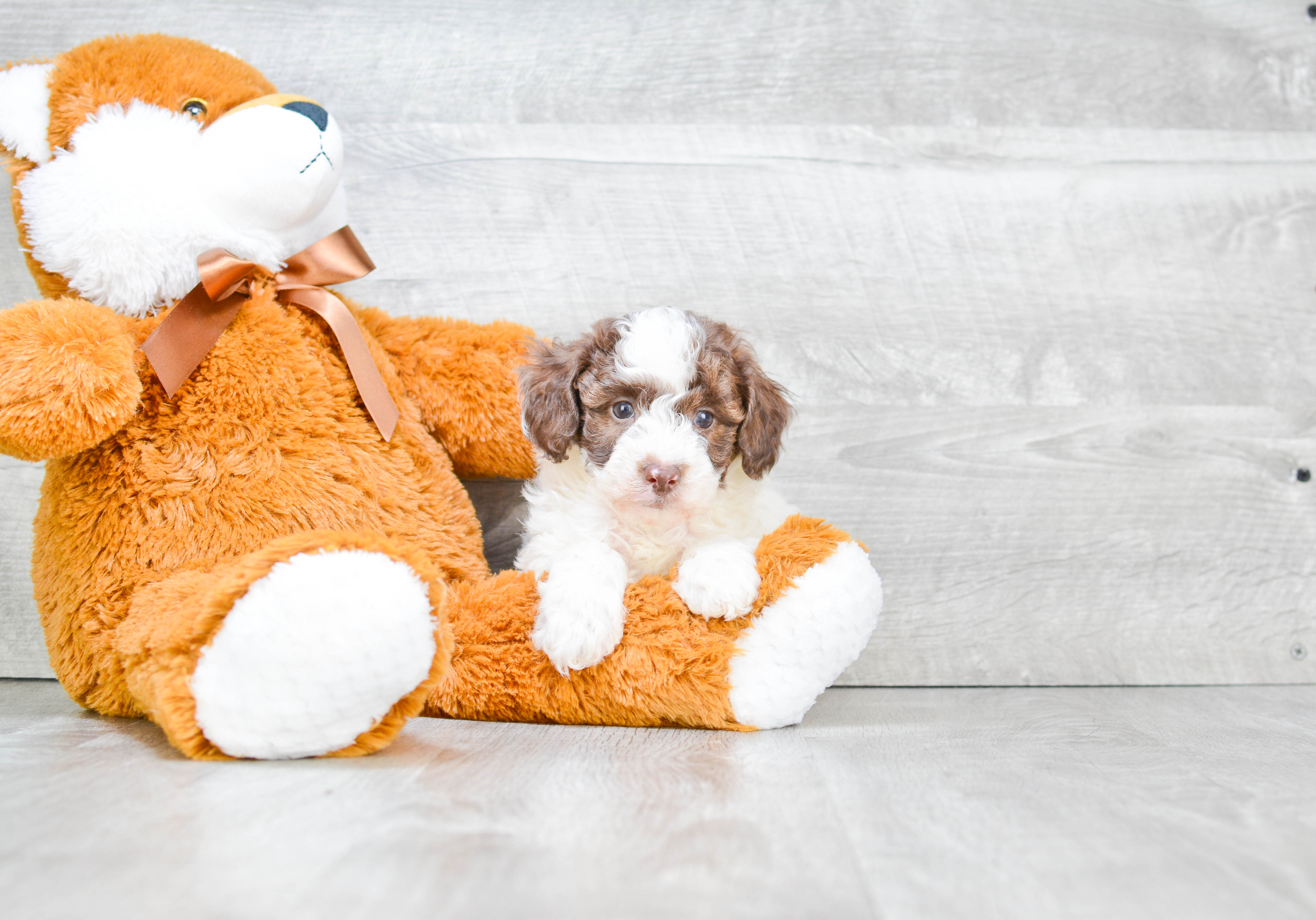 Playful Poodle Baby
