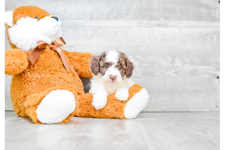 Playful Poodle Baby