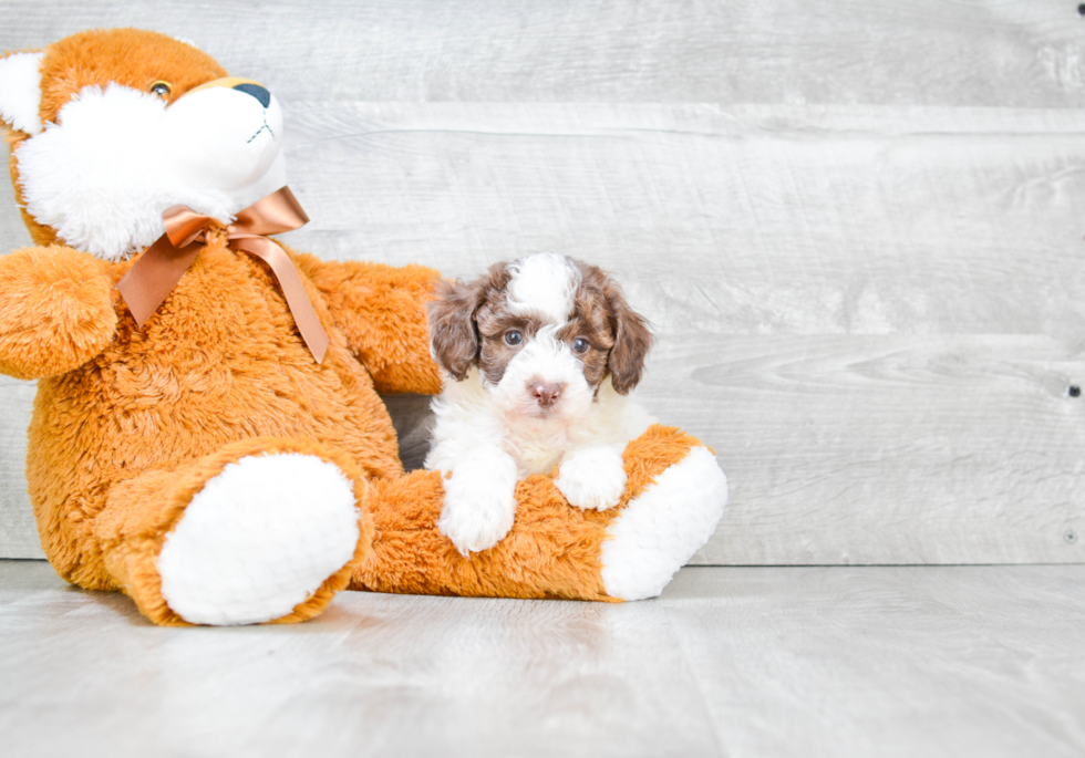 Playful Poodle Baby