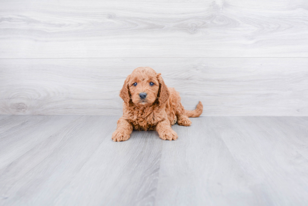 Mini Goldendoodle Puppy for Adoption
