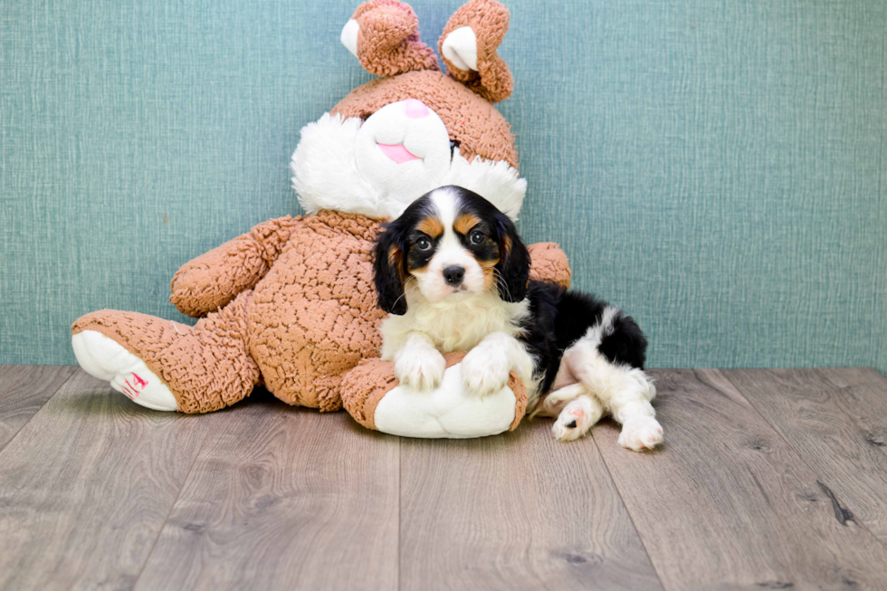 Funny Cavalier King Charles Spaniel Baby