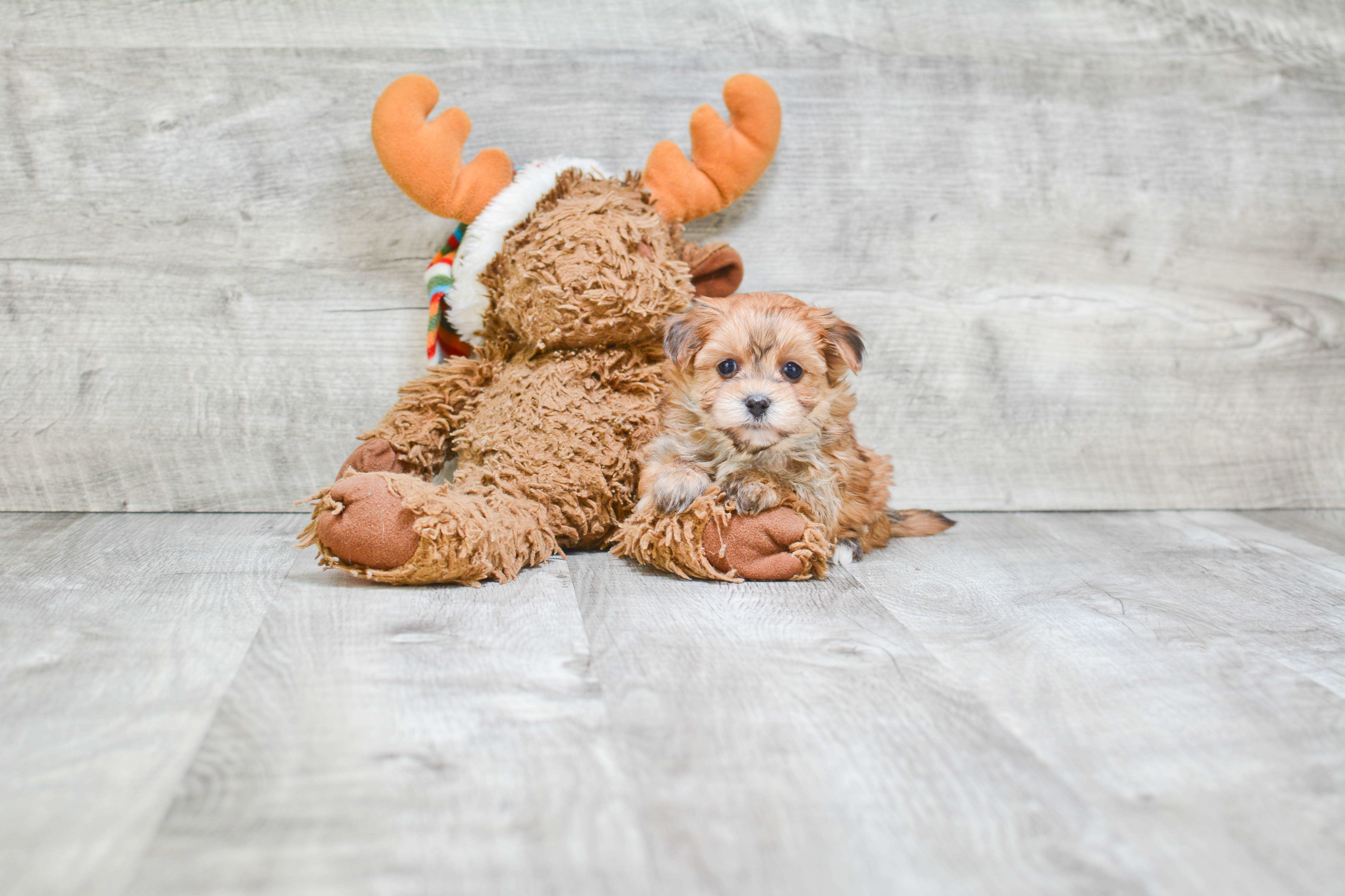 Little Yorkie Designer Puppy