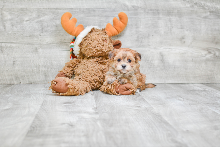 Little Yorkie Designer Puppy