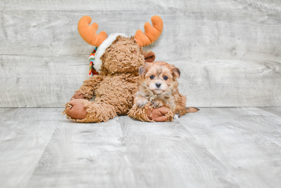 Little Yorkie Designer Puppy