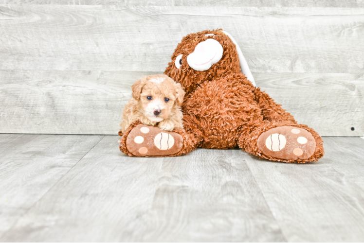 Maltipoo Pup Being Cute