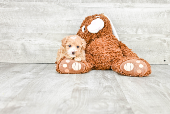 Maltipoo Pup Being Cute