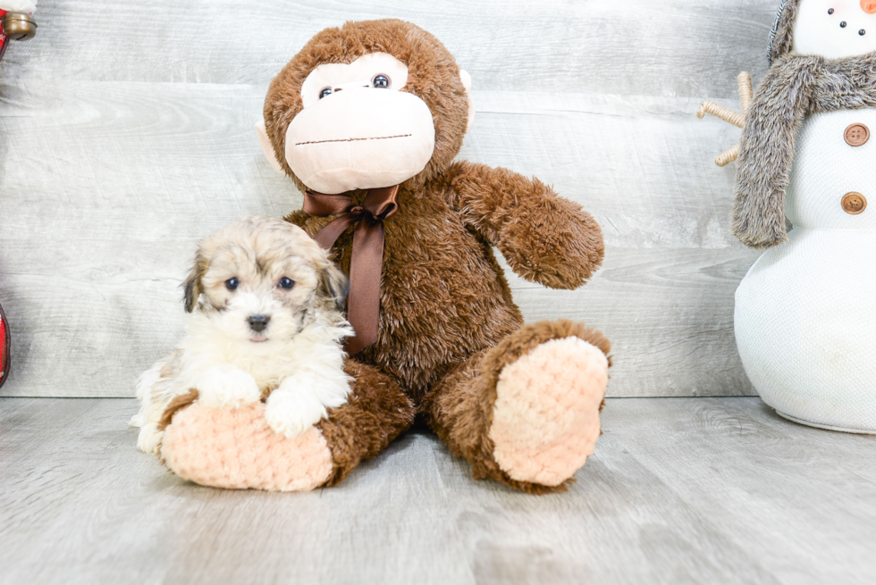 Funny Havanese Purebred Pup