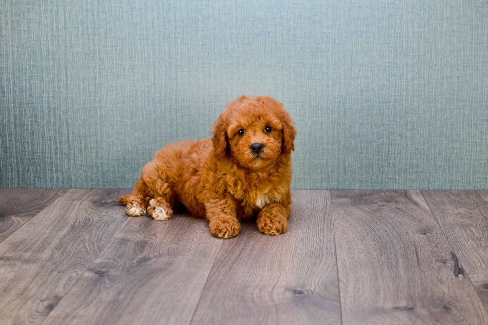 Mini Goldendoodle Pup Being Cute