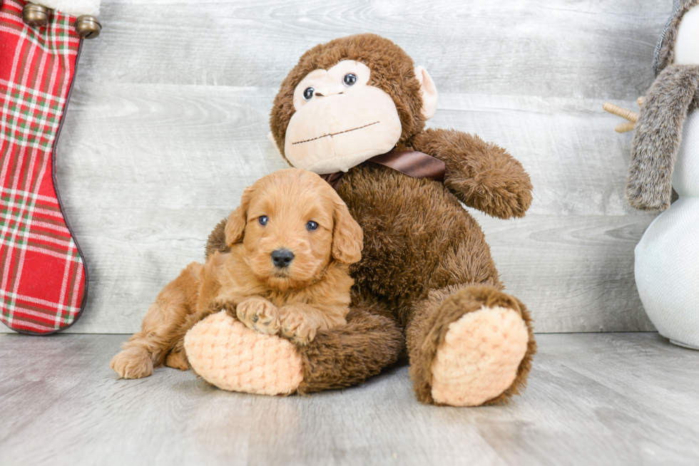 Adorable Golden Retriever Poodle Mix Puppy