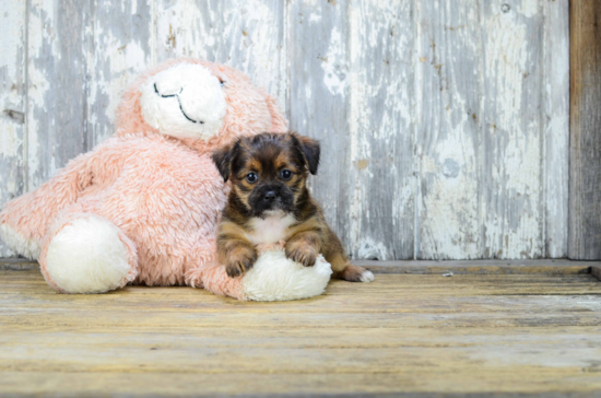 Funny Shorkie Designer Pup