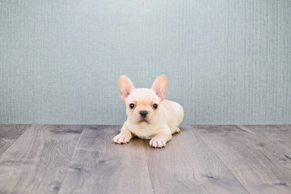 Akc Registered French Bulldog Purebred Pup