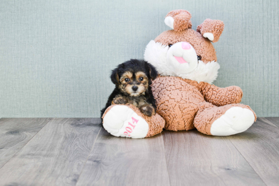 Morkie Pup Being Cute