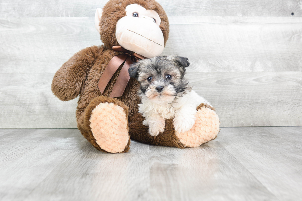 Hypoallergenic Havanese Baby