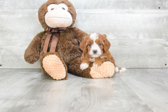 Cavapoo Puppy for Adoption