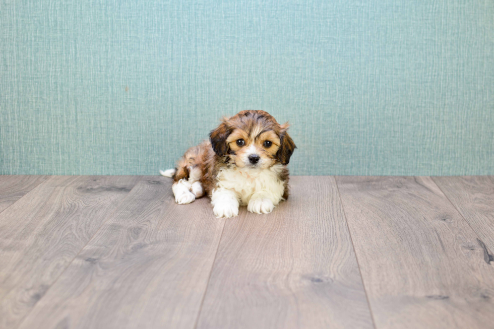 Little Cavalier Designer Puppy