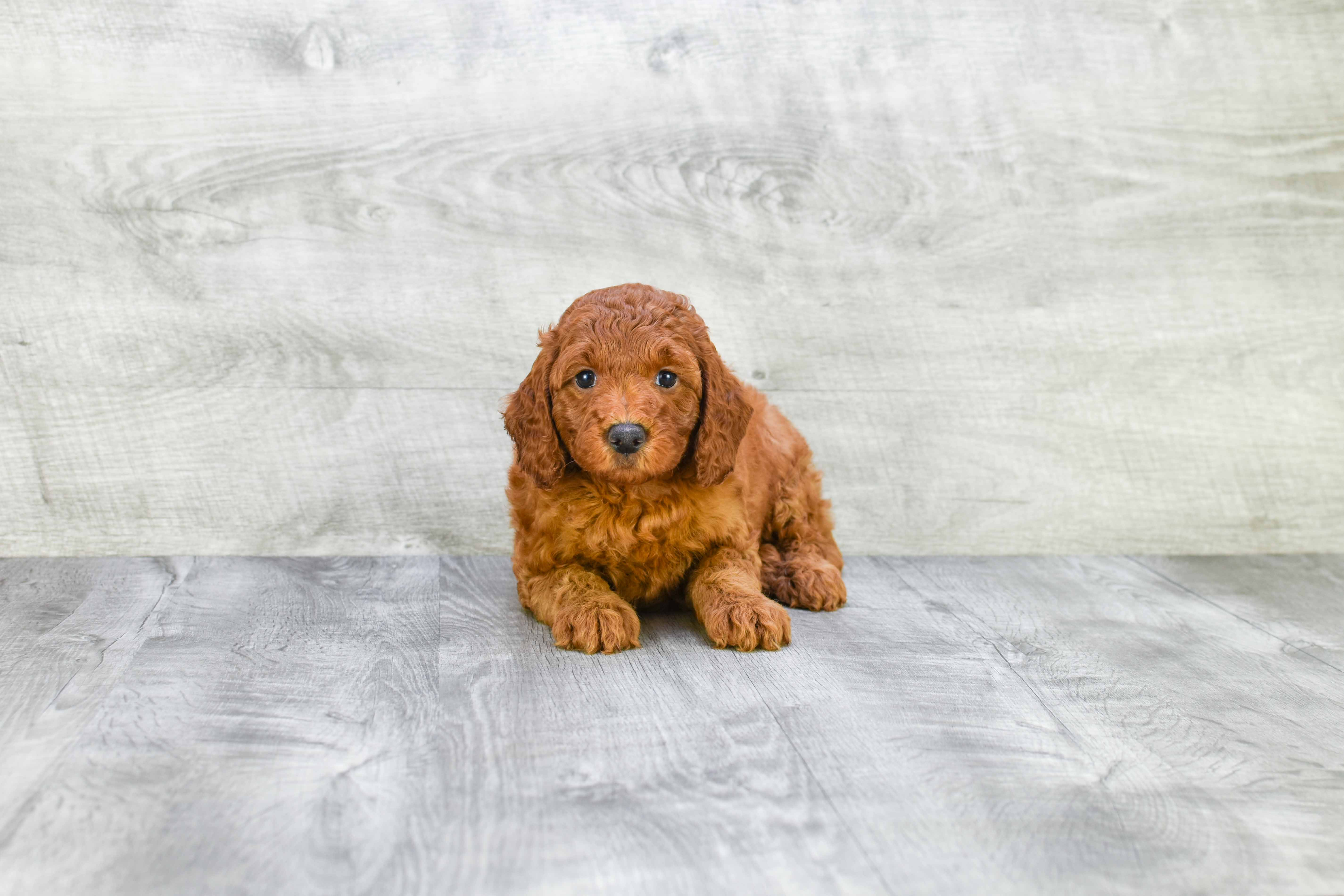 Best Mini Goldendoodle Baby