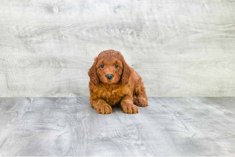 Best Mini Goldendoodle Baby