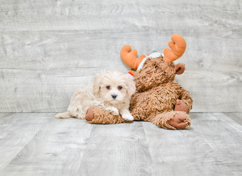 Maltipoo Puppy for Adoption