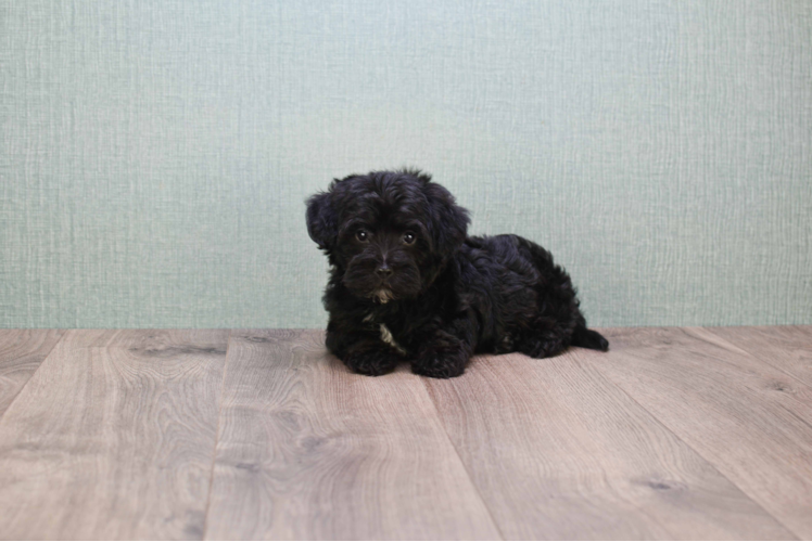 Fluffy Yorkie Poo Poodle Mix Pup