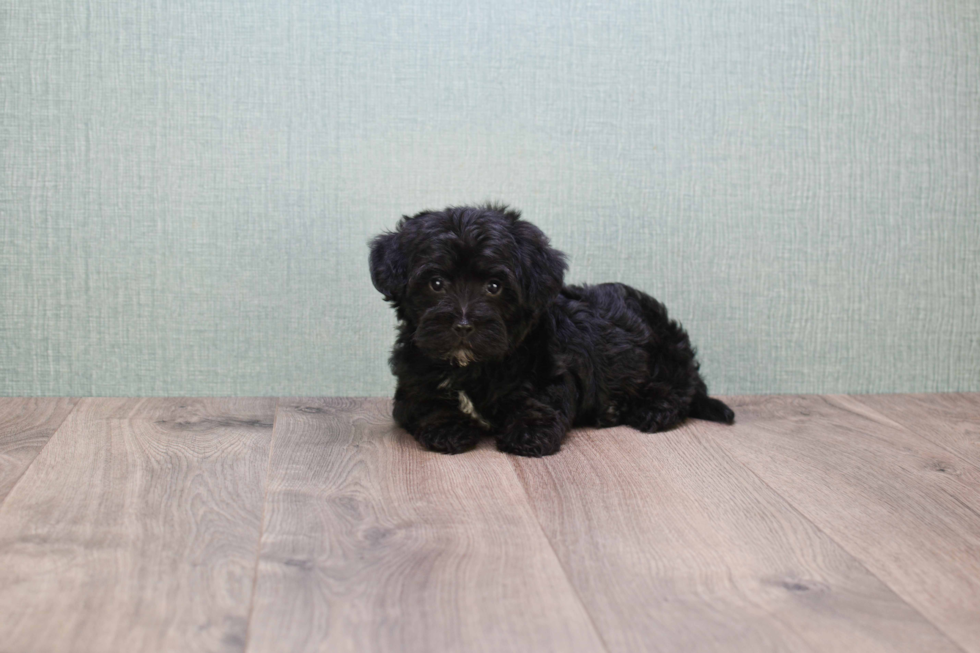 Fluffy Yorkie Poo Poodle Mix Pup