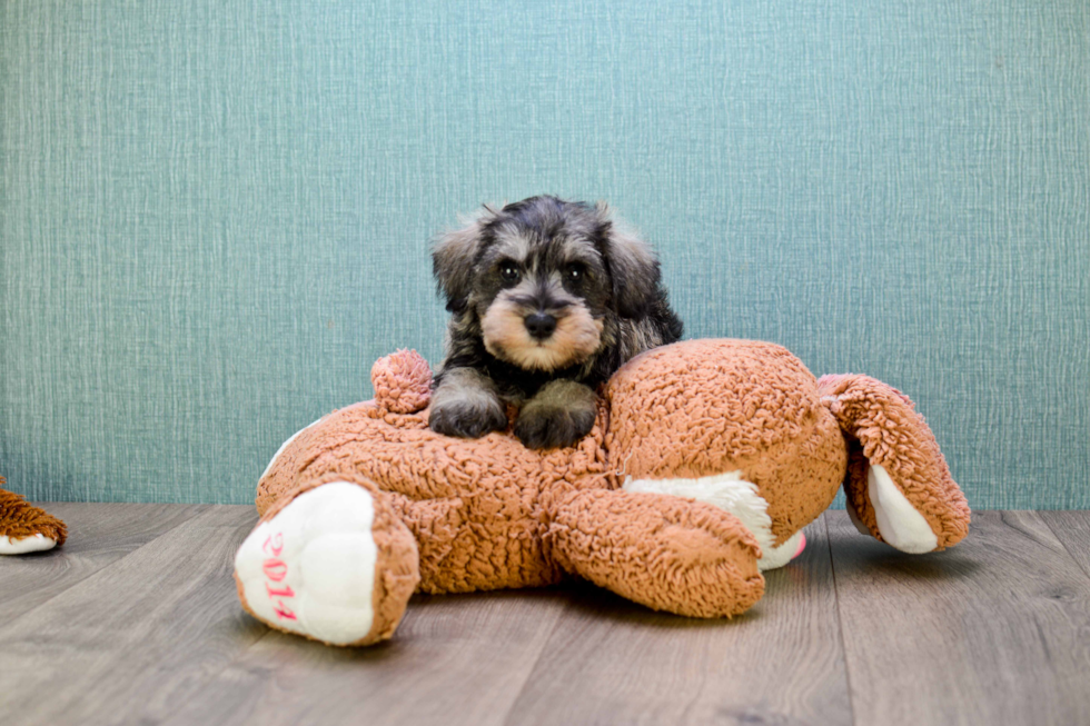 Cute Mini Schnauzer Baby