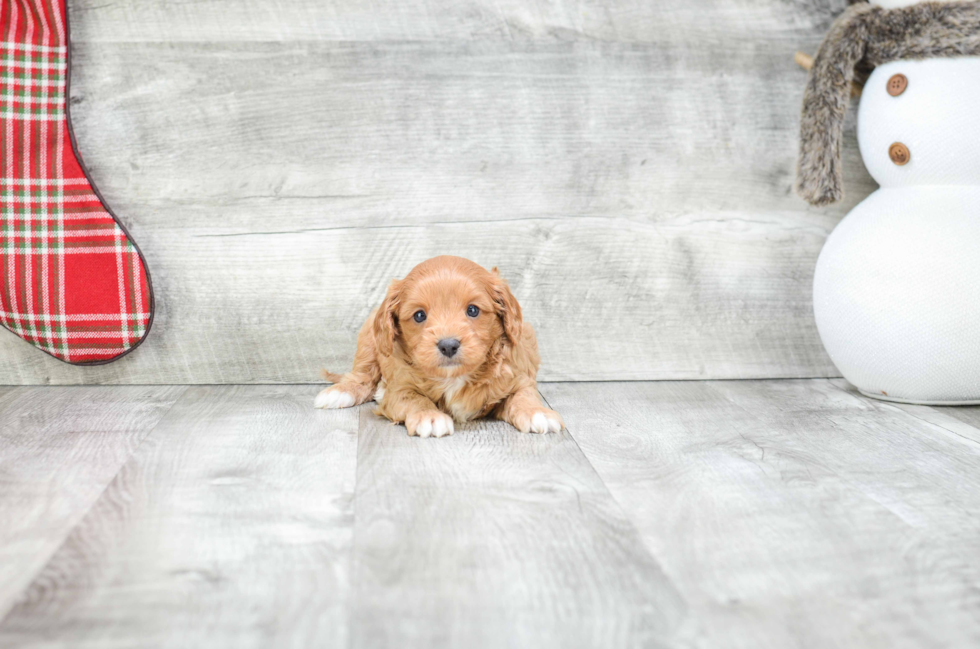 Hypoallergenic Cavoodle Poodle Mix Puppy