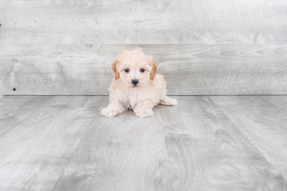 Sweet Pudle Purebred Puppy