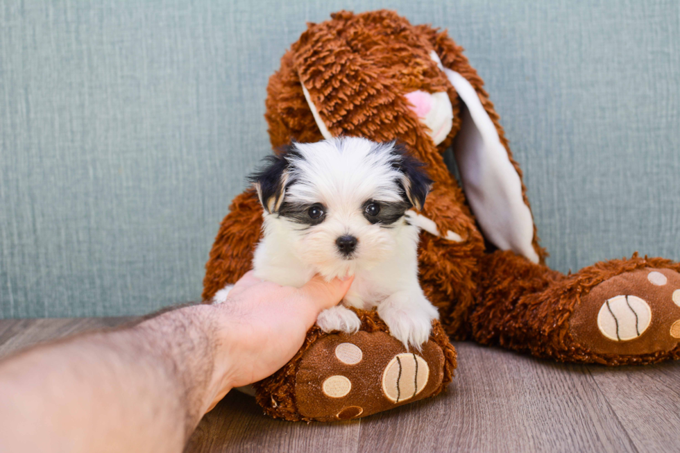 Fluffy Morkie Designer Pup