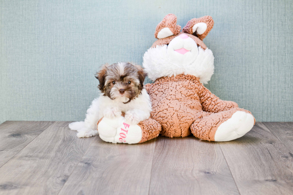 Havanese Puppy for Adoption