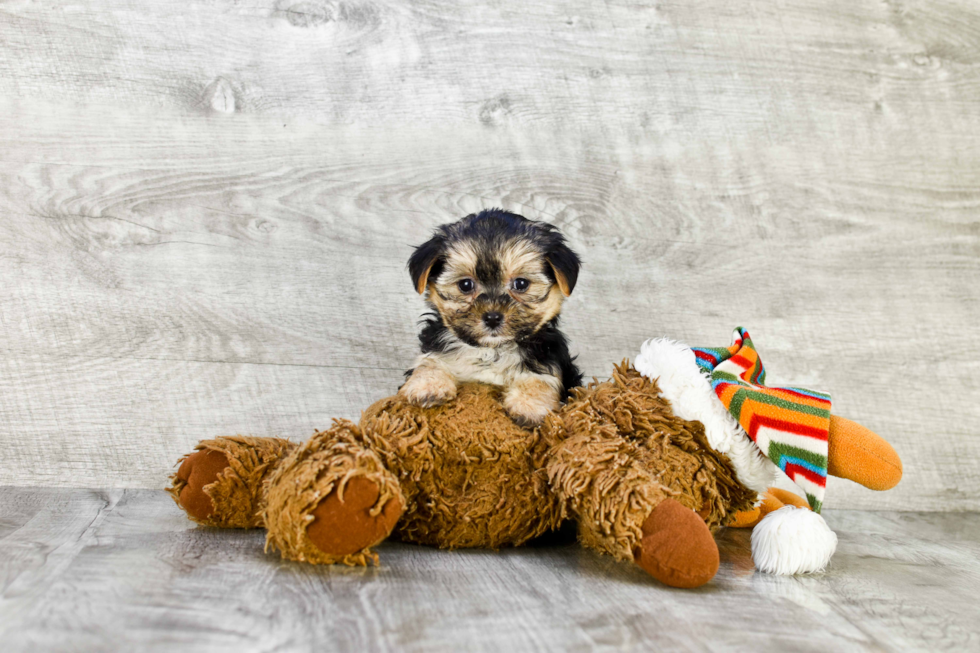 Morkie Pup Being Cute