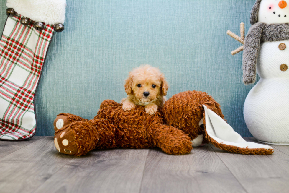 Cavapoo Puppy for Adoption