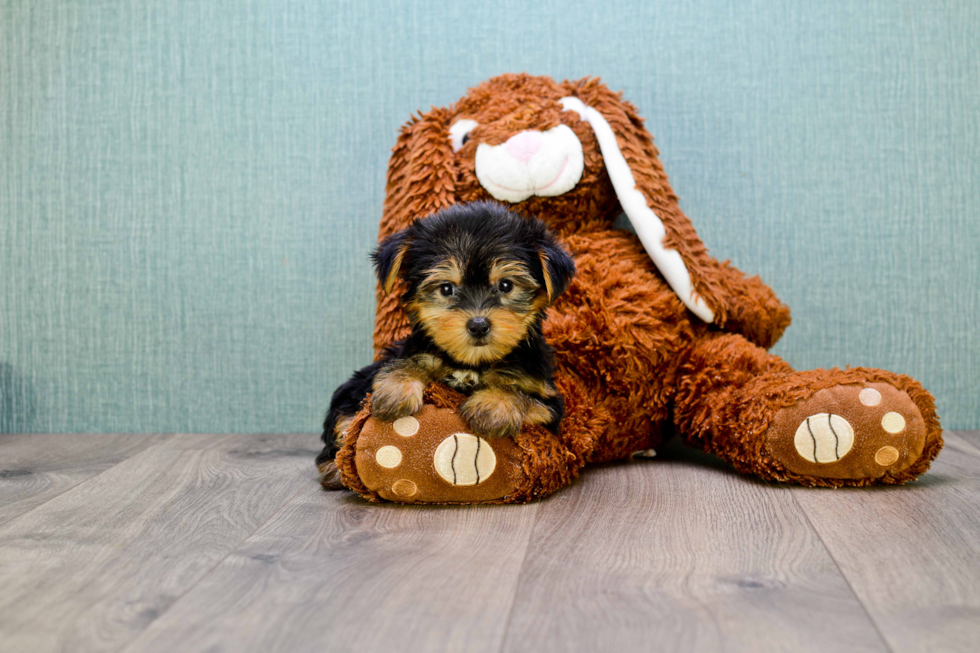 Meet Penelope - our Yorkshire Terrier Puppy Photo 