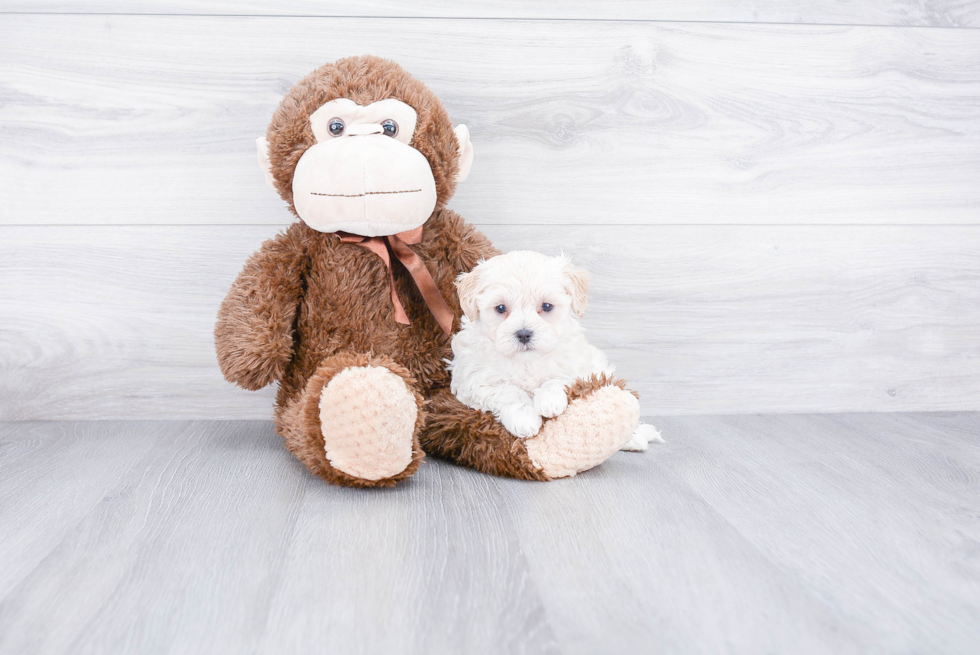 Maltipoo Pup Being Cute