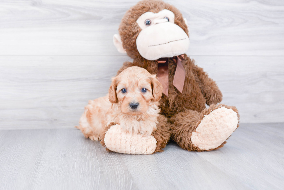 Best Cavapoo Baby