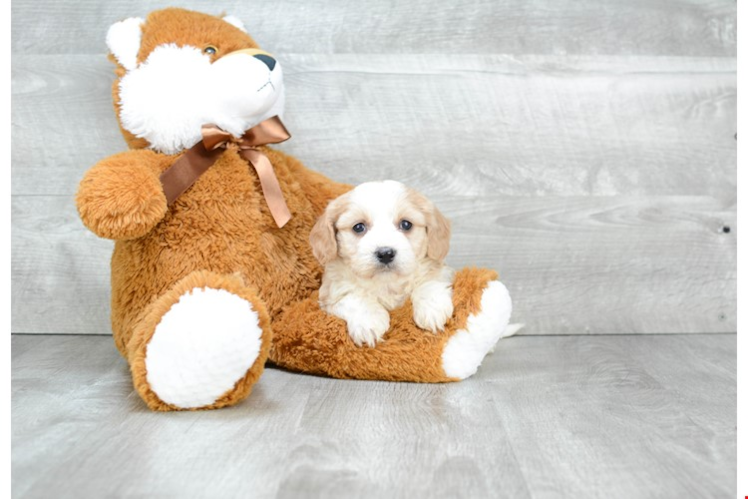 Cavachon Pup Being Cute